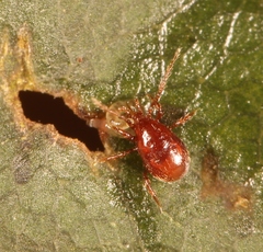 Pergamasus