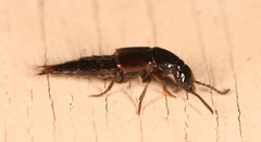Quedius cinctus