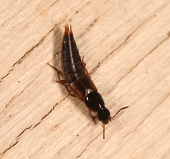 Quedius nemoralis
