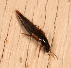 Quedius nemoralis