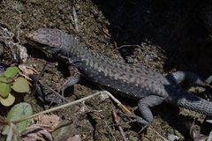 Darevskia rudis bischoffi