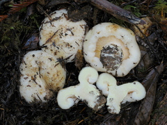 Lactarius resimus
