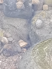 Tridentiger trigonocephalus