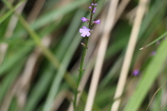 Verbena africana