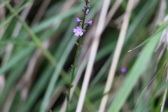 Verbena africana