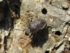 Rhacognathus punctatus