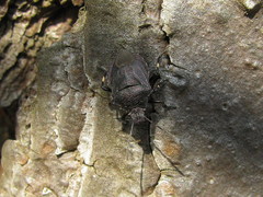 Rhacognathus punctatus