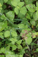 Verbena africana