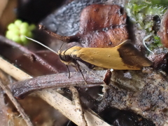 Echinocosma catachrysa