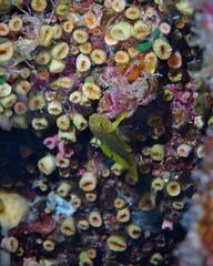 Priolepis aureoviridis