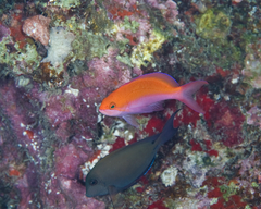 Nemanthias bicolor