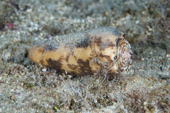 Conus striatus oahuensis