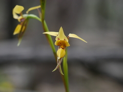 Diuris brevifolia