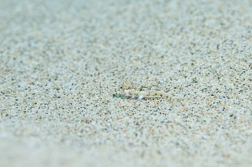 Callionymus comptus, 2021-10-24