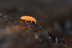 Bilobella aurantiaca