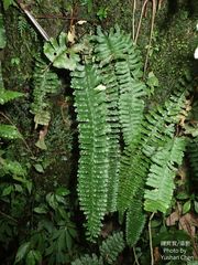 Hymenasplenium cheilosorum