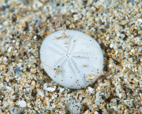 Fibularia, 2021-10-24
