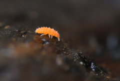 Bilobella aurantiaca