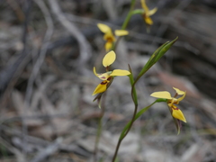 Diuris brevifolia