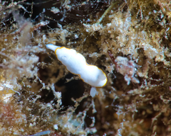 Goniobranchus verrieri