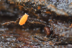 Bilobella aurantiaca