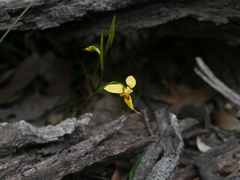 Diuris brevifolia