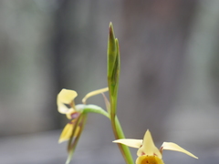 Diuris brevifolia