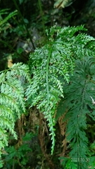 Asplenium ritoense