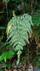 Asplenium ritoense
