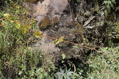 Valeriana urticifolia