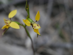 Diuris brevifolia