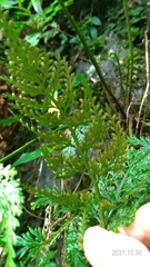 Asplenium ritoense