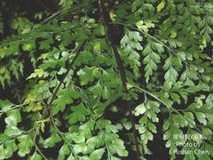 Asplenium pseudolaserpitiifolium