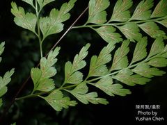 Asplenium pseudolaserpitiifolium