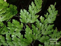 Asplenium pseudolaserpitiifolium
