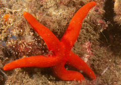 Fromia polypora