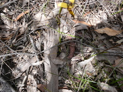 Diuris brevifolia