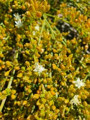 Macarthuria australis