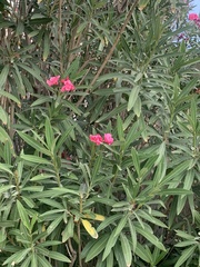 Nerium oleander