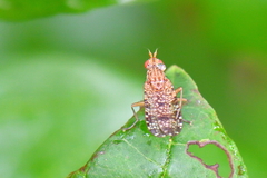 Euthycera chaerophylli