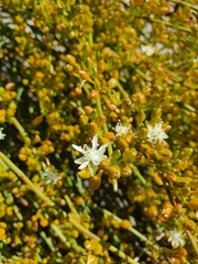 Macarthuria australis