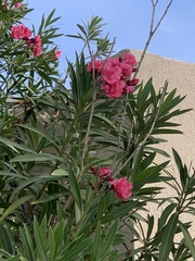 Nerium oleander
