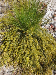 Macarthuria australis