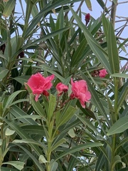 Nerium oleander