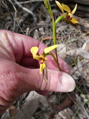 Diuris brevifolia
