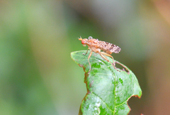 Euthycera chaerophylli