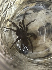 Antrodiaetus unicolor