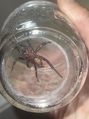 Antrodiaetus unicolor