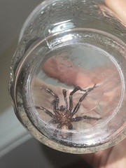 Antrodiaetus unicolor