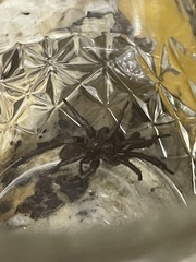 Antrodiaetus unicolor